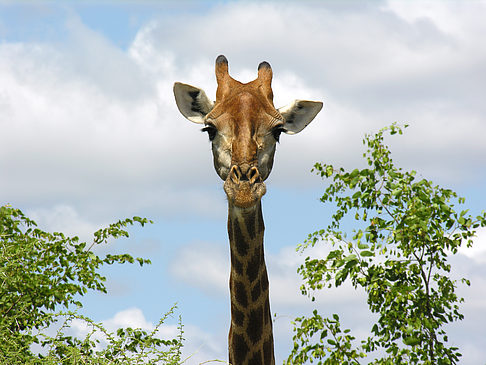 Fotos Giraffe | 